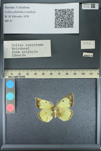 Media type: image;   Entomology 191561